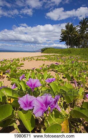 Stock Image - USA, Hawaii, Maui, Green leafy vines with pink flowers on Keawakapu Beach; Kihei. Fotosearch