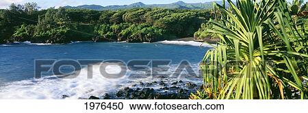 Stock Image - USA, Hawaii, Maui, Lauhala Tree In Foreground; Hana, Waianapanapa State Park, Black Sand Beach. Fotosearch