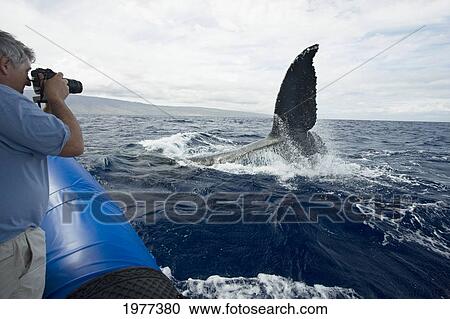 Stock Image - USA, Hawaii, Maui, Man photographing Humpback Whale (Megaptera Novaeangliae); Lahaina. Fotosearch
