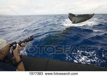 USA, Hawaii, Maui, Man photographing Humpback Whale (Megaptera Novaeangliae); Lahaina View Large Photo Image Stock Image - USA, Hawaii, Maui, Man photographing Humpback Whale (Megaptera Novaeangliae); Lahaina. Fotosearch