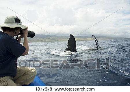 USA, Hawaii, Maui, Man photographing Humpback Whale (Megaptera Novaeangliae); Lahaina View Large Photo Image Stock Photo - USA, Hawaii, Maui, Man photographing Humpback Whale (Megaptera Novaeangliae); Lahaina. Fotosearch