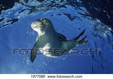 Stock Image - USA, Hawaii, Maui, Monk Seal Playing; Molokini. Fotosearch