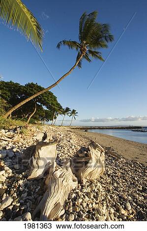 Stock Image - USA, Hawaii, Maui, Palm tree and driftwood on beach; Olowalu. Fotosearch