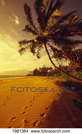 Picture - USA, Hawaii, Maui, Palm tree over beach with footprints on sand at sunset; Kihei. Fotosearch