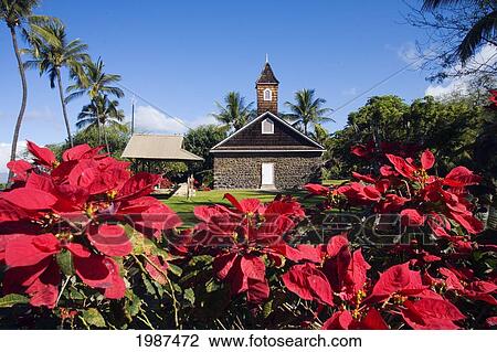 USA, Hawaii, Maui, Poinsettia blossoms at Keawala'i Congregational Church; Makena View Large Photo Image Stock Image - USA, Hawaii, Maui, Poinsettia blossoms at Keawala'i Congregational Church; Makena. Fotosearch