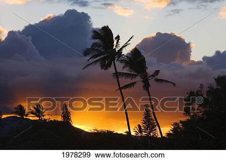 Stock Photo - USA, Hawaii, Maui, puffy clouds at sunset; North Shore, Palm trees on hill. Fotosearch