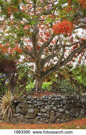 Stock Image - USA, Hawaii, Maui, Rainbow shower tree; Hana. Fotosearch