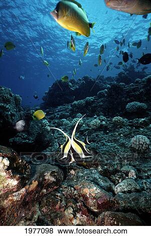 Stock Photo - USA, Hawaii, Maui, Reef Sceen With Two Moorish Idols; Molokini. Fotosearch