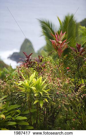 Stock Photo - USA, Hawaii, Maui, Scene from garden of Eden; Hana. Fotosearch