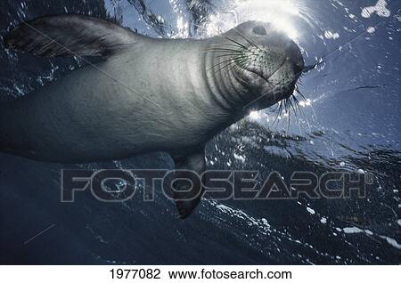 Stock Image - USA, Hawaii, Maui, With Sun Behind; Molokini, Monk Seal Looking Into Camera. Fotosearch