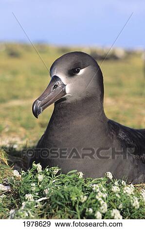 Stock Photo - USA, Hawaii, Midway Atoll, Black-Footed Albratoss (Diomedea Nigripes); Sand Island. Fotosearch