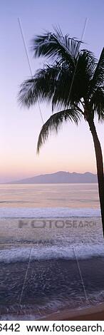Stock Image - USA, Hawaii, Molokai In Background; Maui, Palm Tree Along Shoreline, Maui Beach At Twilight. Fotosearch