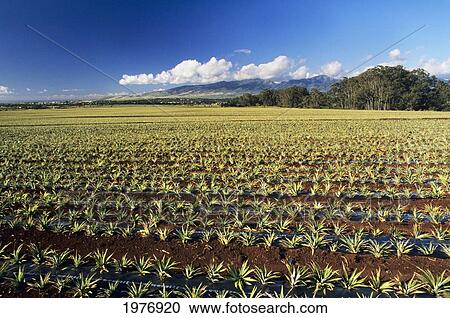 USA, Hawaii, Mountains In Background; Oahu, Rows Of Pineapple Fields View Large Photo Image Stock Image - USA, Hawaii, Mountains In Background; Oahu, Rows Of Pineapple Fields. Fotosearch
