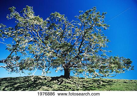 USA, Hawaii, Native Koa Tree Mana-Keanakolu Road; Big Island View Large Photo Image Stock Photograph - USA, Hawaii, Native Koa Tree Mana-Keanakolu Road; Big Island. Fotosearch