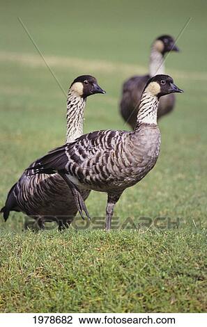 Stock Image - USA, Hawaii, Nene Geese in grass; Kauai. Fotosearch