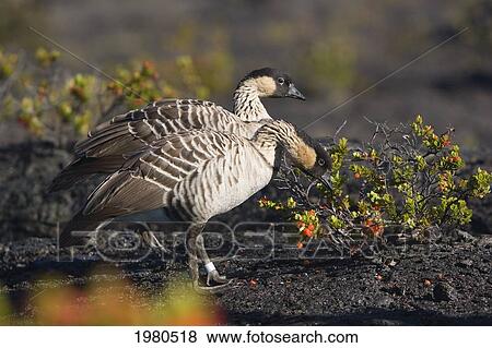 Stock Photo - USA, Hawaii, Nene Geese (Nesochen Sandvicensis) by Ohelo Berries in Hawaii Volcanoes National Park; Big Island. Fotosearch