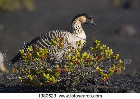 Stock Image - USA, Hawaii, Nene Goose (Nesochen Sandvicensis) by Ohelo Berries in Hawaii Volcanoes National Park; Big Island. Fotosearch