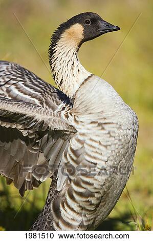 Stock Image - USA, Hawaii, Nene Goose (Nesochen Sandvicensis) flapping wings in Hawaii Volcanoes National Park; Big Island. Fotosearch