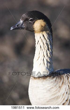 USA, Hawaii, Nene Goose (Nesochen Sandvicensis) in Hawaii Volcanoes National Park; Big Island View Large Photo Image Stock Image - USA, Hawaii, Nene Goose (Nesochen Sandvicensis) in Hawaii Volcanoes National Park; Big Island. Fotosearch