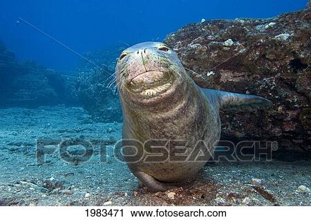 Stock Image - USA, Hawaii, Niihau, (Monachus Schauinslandi) on sandy Pacific ocean floor; Lehua Rock, Hawaiian Monk Seal. Fotosearch