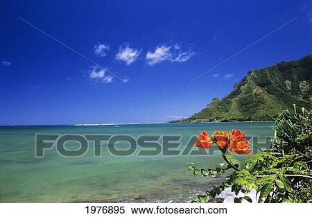 Stock Photography - USA, Hawaii, Oahu, Clear Coastline With Bright Orange Flower; Kahana Bay, Lush Green Mountain, Blue Sky. Fotosearch