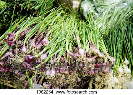 USA, Hawaii, Oahu, Close-up of pile of onions in Chinatown; Honolulu View Large Photo Image Picture - USA, Hawaii, Oahu, Close-up of pile of onions in Chinatown; Honolulu. Fotosearch