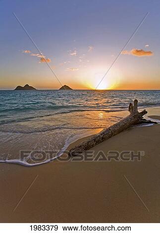 USA, Hawaii, Oahu, Driftwood at Lanikai Beach with Mokulua island in background; Lanikai View Large Photo Image Stock Photo - USA, Hawaii, Oahu, Driftwood at Lanikai Beach with Mokulua island in background; Lanikai. Fotosearch