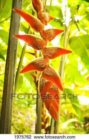 USA, Hawaii, Oahu, Heliconia Plant Hanging; Waikiki View Large Photo Image Stock Image - USA, Hawaii, Oahu, Heliconia Plant Hanging; Waikiki. Fotosearch