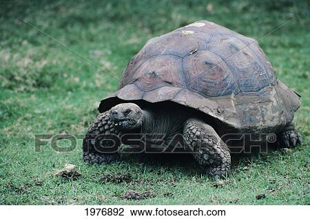Stock Image - USA, Hawaii, Oahu, Honolulu Zoo; Honolulu, Galapagos Tortoise. Fotosearch