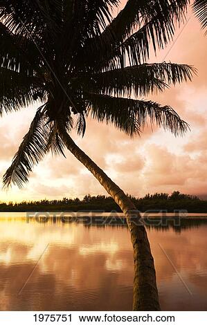 USA, Hawaii, Oahu, Kualoa Ranch; Waikiki, Sky Reflecting On Water, Palm Tree At Sunrise View Large Photo Image Stock Image - USA, Hawaii, Oahu, Kualoa Ranch; Waikiki, Sky Reflecting On Water, Palm Tree At Sunrise. Fotosearch