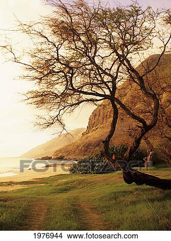 USA, Hawaii, Oahu, Kunia, Tree Overhanging Grassy Area Near Beach; West Shore, Yokohama Bay Area At Sunset View Large Photo Image Picture - USA, Hawaii, Oahu, Kunia, Tree Overhanging Grassy Area Near Beach; West Shore, Yokohama Bay Area At Sunset. Fotosearch