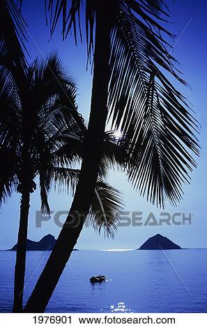 USA, Hawaii, Oahu, Lanikai, Moonlit Ocean View; Mokulua Islands, Silhouette Of Palm Trees View Large Photo Image Stock Image - USA, Hawaii, Oahu, Lanikai, Moonlit Ocean View; Mokulua Islands, Silhouette Of Palm Trees. Fotosearch