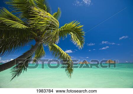 Picture - USA, Hawaii, Oahu, Mokulua island in background; Lanikai, Palm tree over Pacific Ocean. Fotosearch