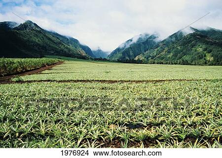 USA, Hawaii, Oahu, Mountains In Distance; Wailuku, Pineapple Field View Large Photo Image Picture - USA, Hawaii, Oahu, Mountains In Distance; Wailuku, Pineapple Field. Fotosearch