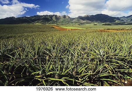 Stock Photograph - USA, Hawaii, Oahu, Mountains In Background; Kunia, Pineapple Fields. Fotosearch