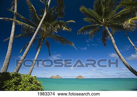 Picture - USA, Hawaii, Oahu, Palm tree over Pacific ocean with Mokulua island in background; Lanikai. Fotosearch