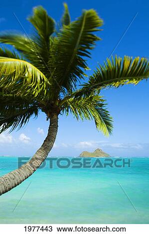 Stock Image - USA, Hawaii, Oahu, Palm tree over Pacific Ocean; Lanikai. Fotosearch