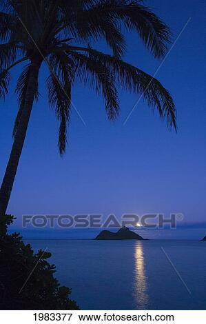 USA, Hawaii, Oahu, Palm tree over Pacific ocean with Mokulua island in background; Lanikai View Large Photo Image Stock Photo - USA, Hawaii, Oahu, Palm tree over Pacific ocean with Mokulua island in background; Lanikai. Fotosearch