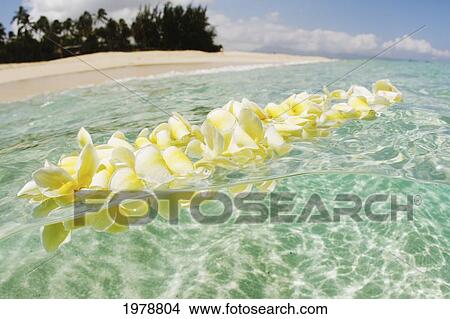 USA, Hawaii, Oahu, Plumeria Lei floating in crystal clear ocean; North Shore View Large Photo Image Picture - USA, Hawaii, Oahu, Plumeria Lei floating in crystal clear ocean; North Shore. Fotosearch
