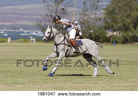 USA, Hawaii, Oahu, Side view of man playing polo; North Shore View Large Photo Image Stock Photo - USA, Hawaii, Oahu, Side view of man playing polo; North Shore. Fotosearch