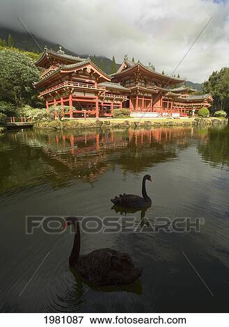 USA, Hawaii, Oahu, Two black swans in pond at Byodo-In Temple in Valley Of Temples Memorial Park; Ahuimanu Valley View Large Photo Image Stock Photo - USA, Hawaii, Oahu, Two black swans in pond at Byodo-In Temple in Valley Of Temples Memorial Park; Ahuimanu Valley. Fotosearch