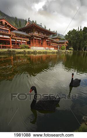 USA, Hawaii, Oahu, Two black swans in pond at Byodo-In Temple in Valley Of Temples Memorial Park; Ahuimanu Valley View Large Photo Image Stock Photo - USA, Hawaii, Oahu, Two black swans in pond at Byodo-In Temple in Valley Of Temples Memorial Park; Ahuimanu Valley. Fotosearch