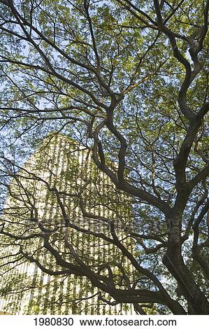 Stock Image - USA, Hawaii, Oahu, View of Amfac Tower through Monkey Pod tree; Honolulu. Fotosearch