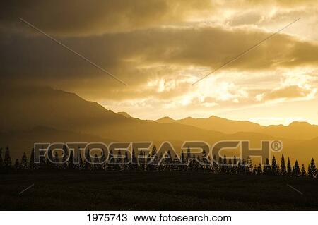 USA, Hawaii, Oahu, Waianae, Pine Trees And Kaala Mountain Range At Sunset; Waikiki View Large Photo Image Stock Image - USA, Hawaii, Oahu, Waianae, Pine Trees And Kaala Mountain Range At Sunset; Waikiki. Fotosearch