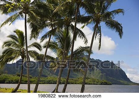 Stock Image - USA, Hawaii, Oahu, Waikane Beach Park with Pacific Ocean and Kualoa in background; Windward. Fotosearch
