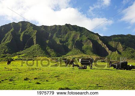 Stock Photo - USA, Hawaii, Oahu, Waikiki, Cows On Kualoa Ranch With Koolau Mountain Range In Background; Kaaawa Valley. Fotosearch