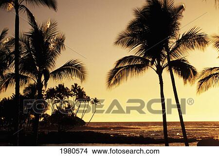 USA, Hawaii, Ocean and silhouetted palm trees at sunset in Mauna Lani Resort; Big Island View Large Photo Image Picture - USA, Hawaii, Ocean and silhouetted palm trees at sunset in Mauna Lani Resort; Big Island. Fotosearch