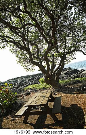 Stock Image - USA, Hawaii, Ocean Front Picnic Table; Kona. Fotosearch