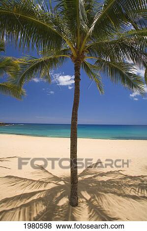 Stock Photo - USA, Hawaii, Ocean in background; Lanai, View of palm on Hulopoe Beach. Fotosearch