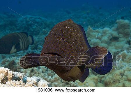 USA, Hawaii, Peacock Grouper (Cephalopholis Argus) swimming above coral reef in Pacific ocean; Maui View Large Photo Image Stock Photograph - USA, Hawaii, Peacock Grouper (Cephalopholis Argus) swimming above coral reef in Pacific ocean; Maui. Fotosearch